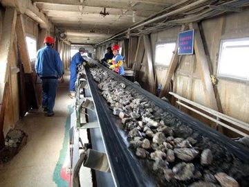 Heat Resistant Flat Rubber Belt Conveyor For Coal Mining 130 - 320 T/H